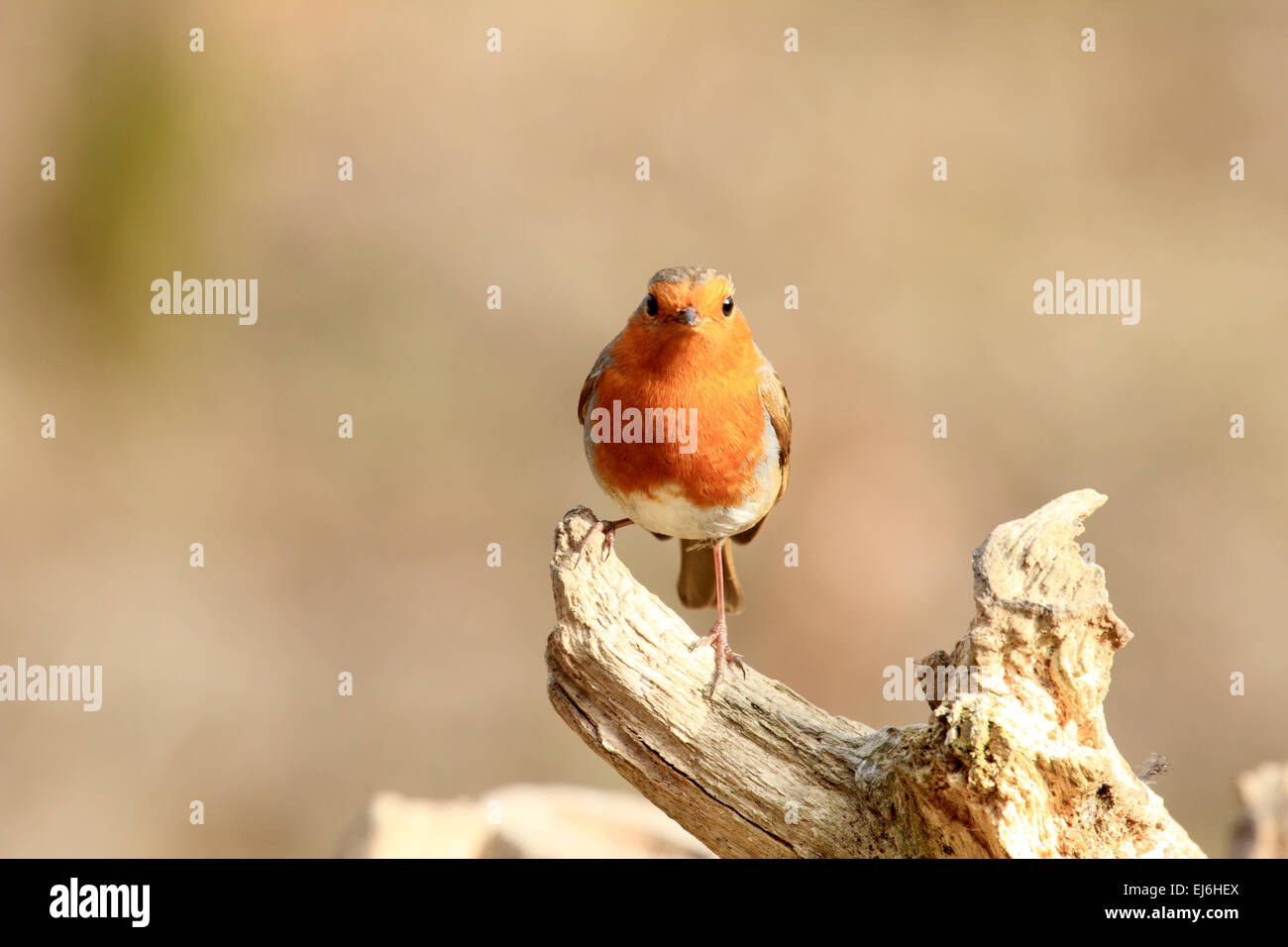 Robin Erithacus rubecula An insectivorous passerine songbird of hedgerow and garden Stock Photo