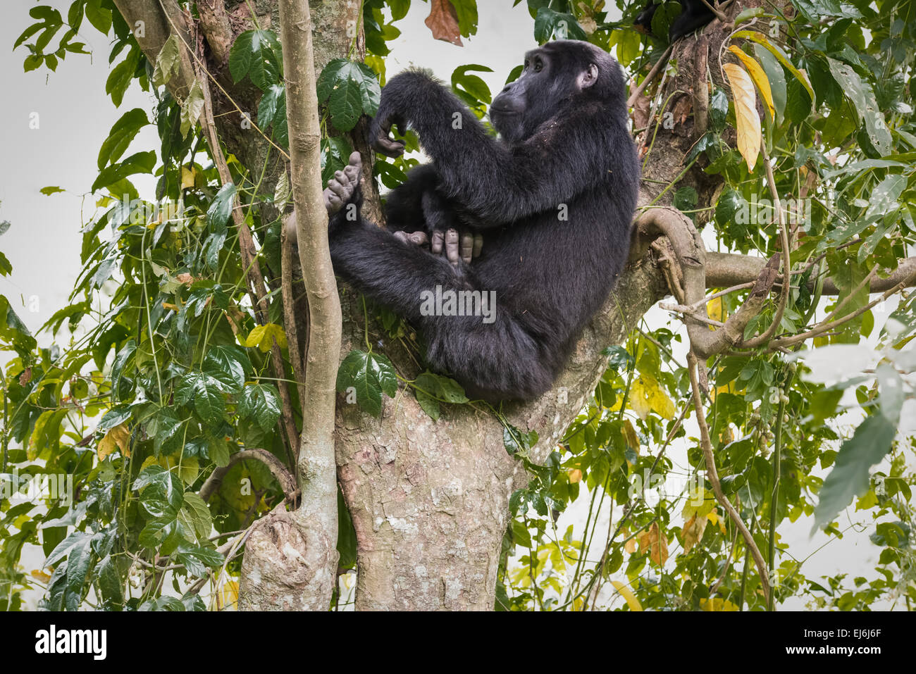 Mountain gorilla resting in a tree, Rushegura Group, Bwindi Impenetrable Forest, Uganda Stock Photo