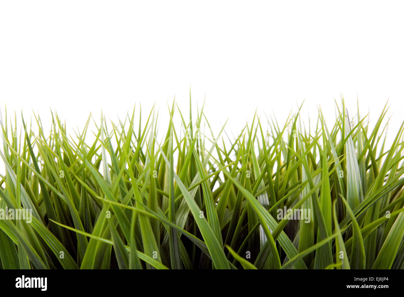 Green grass over a white background Stock Photo - Alamy