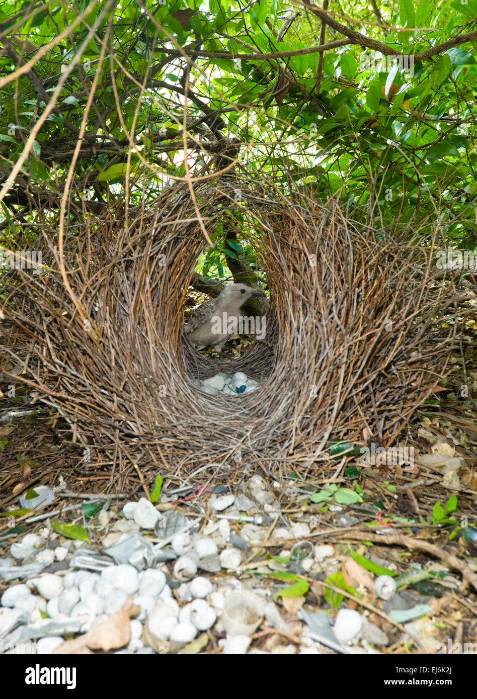 Great Bowerbird (Chlamydera nuchalis) in his bower decorated with white ornaments, Kakadu National Park, Northern Territory, NT, Australia Stock Photo