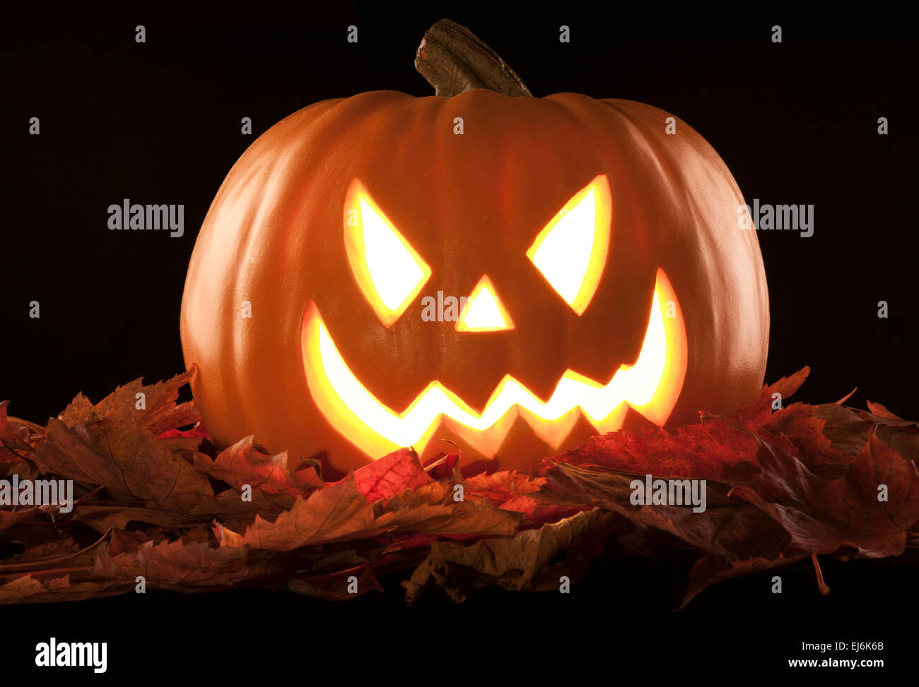beautiful pumpkin in a studio black background Stock Photo - Alamy