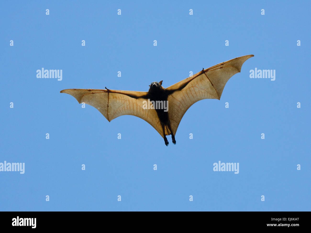 Little red flying fox (Pteropus scapulatus), Northern Territory, NT, Australia. This species occurs in northern, western and eastern Australia Stock Photo