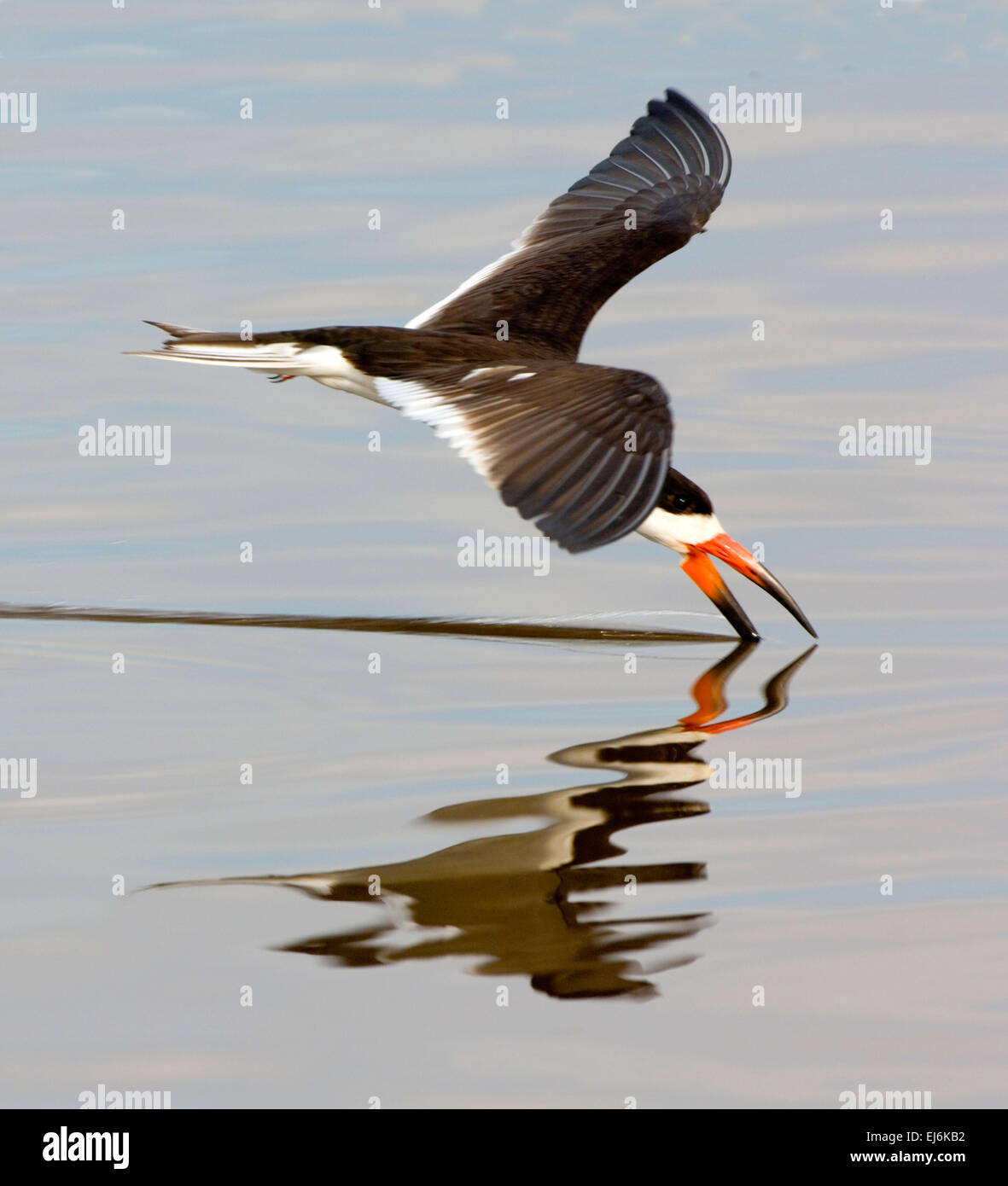 Nobodyfishing hires stock photography and images Alamy