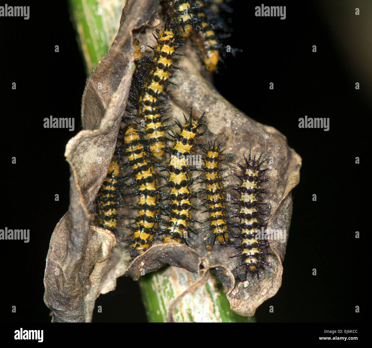 Longwing Butterfly or Doris Butterfly Caterpillar (Chlosyne janais janais), Costa Rica Stock Photo