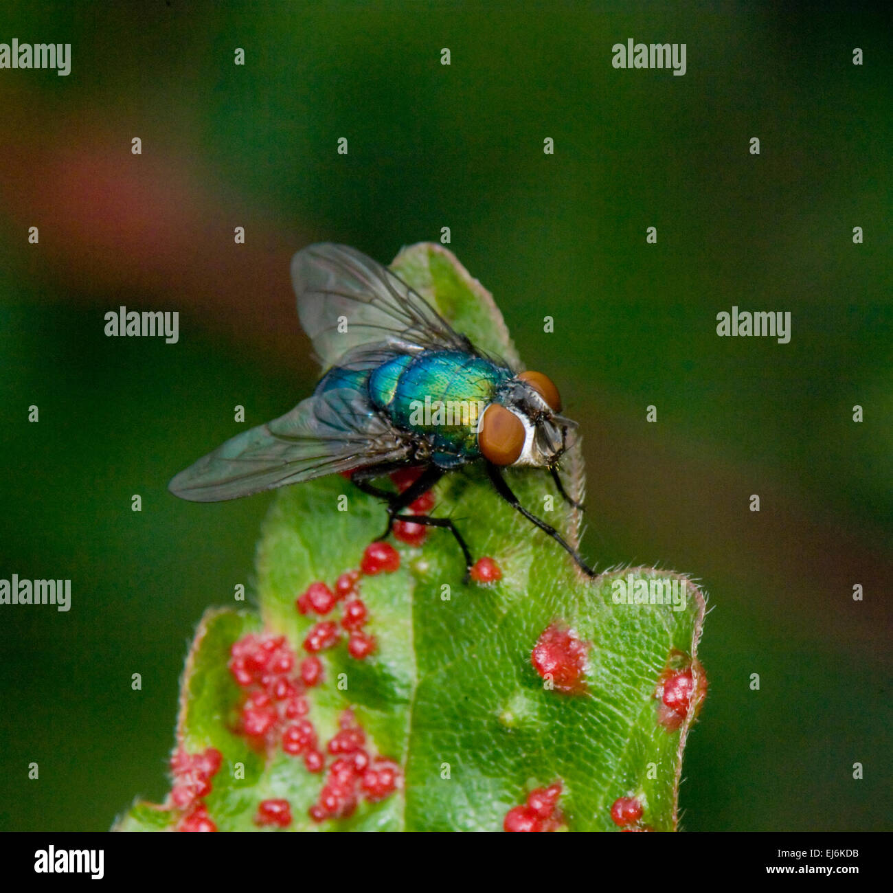 Blow Fly (Cynomyia mortuorum), France Stock Photo