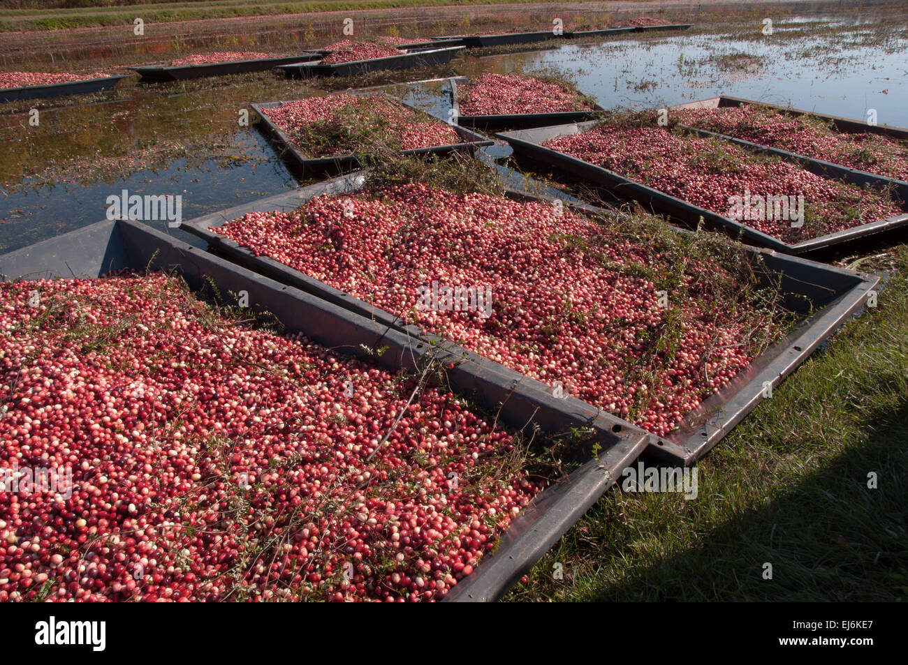 Several tubs full of harvested raw cranberries in a cranberry farm. Stock Photo