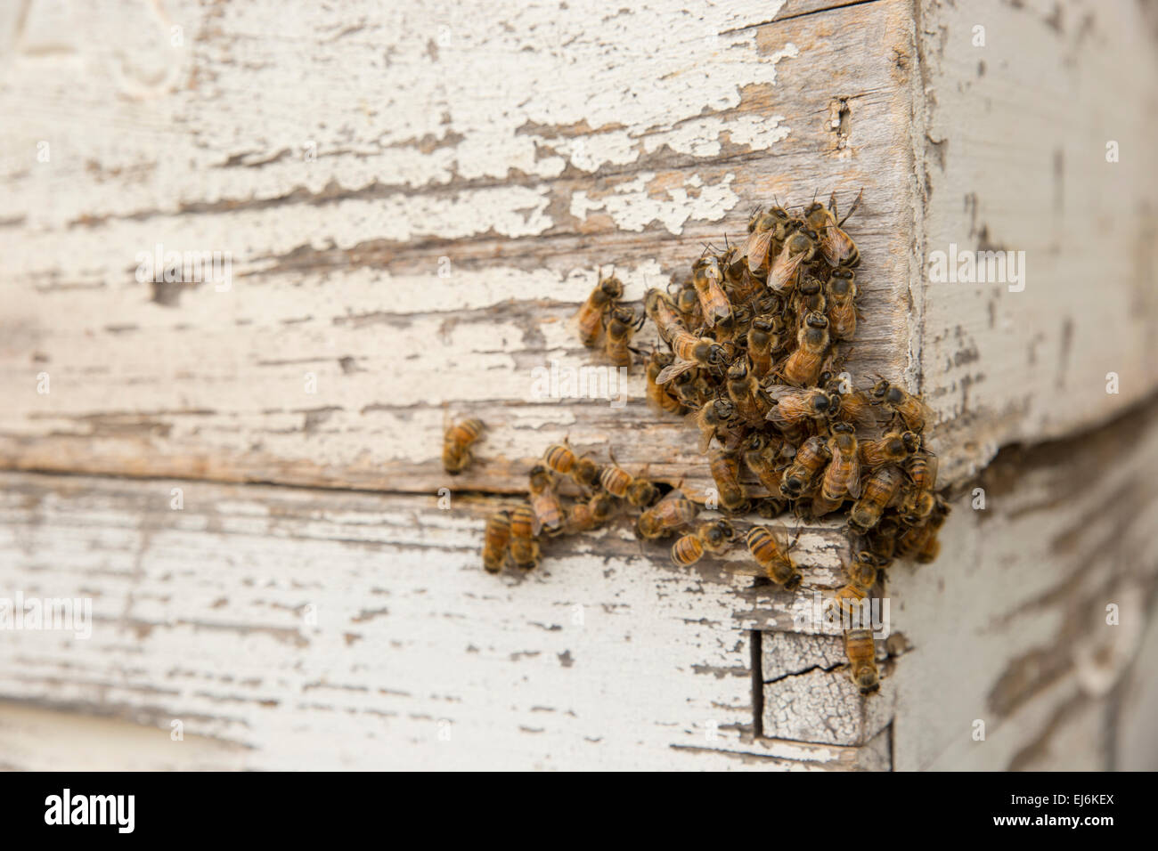 Traditional wooden bee hive hi-res stock photography and images - Alamy