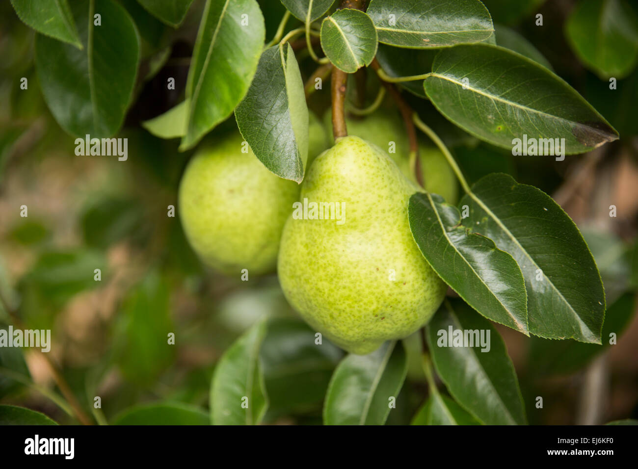 Pears growing on a farm in South Australia Stock Photo Alamy