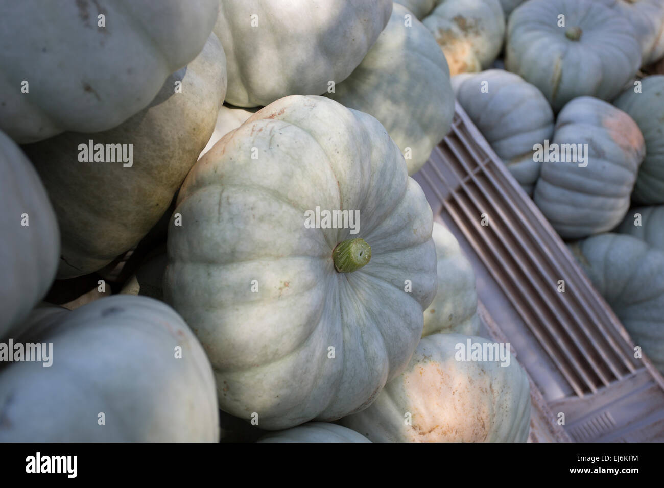 blueskin pumpkins Stock Photo