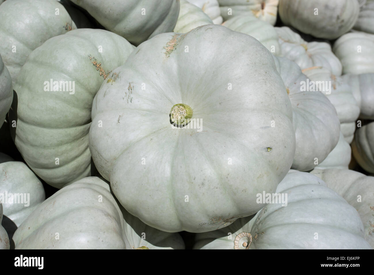 grey pumpkins Stock Photo