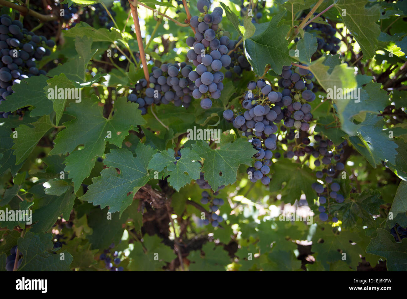 red grapes, australia Stock Photo Alamy