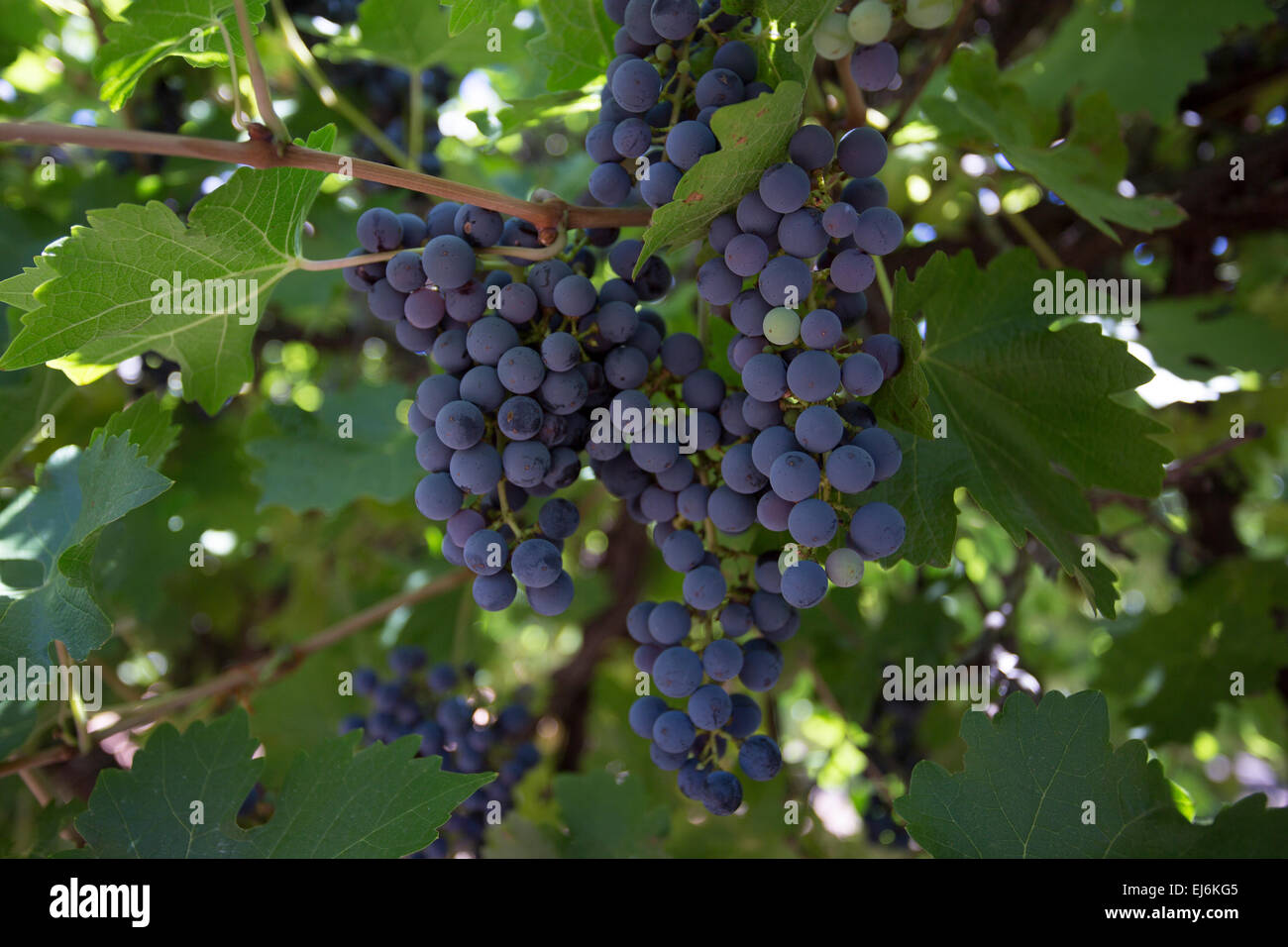 red grapes, australia Stock Photo Alamy