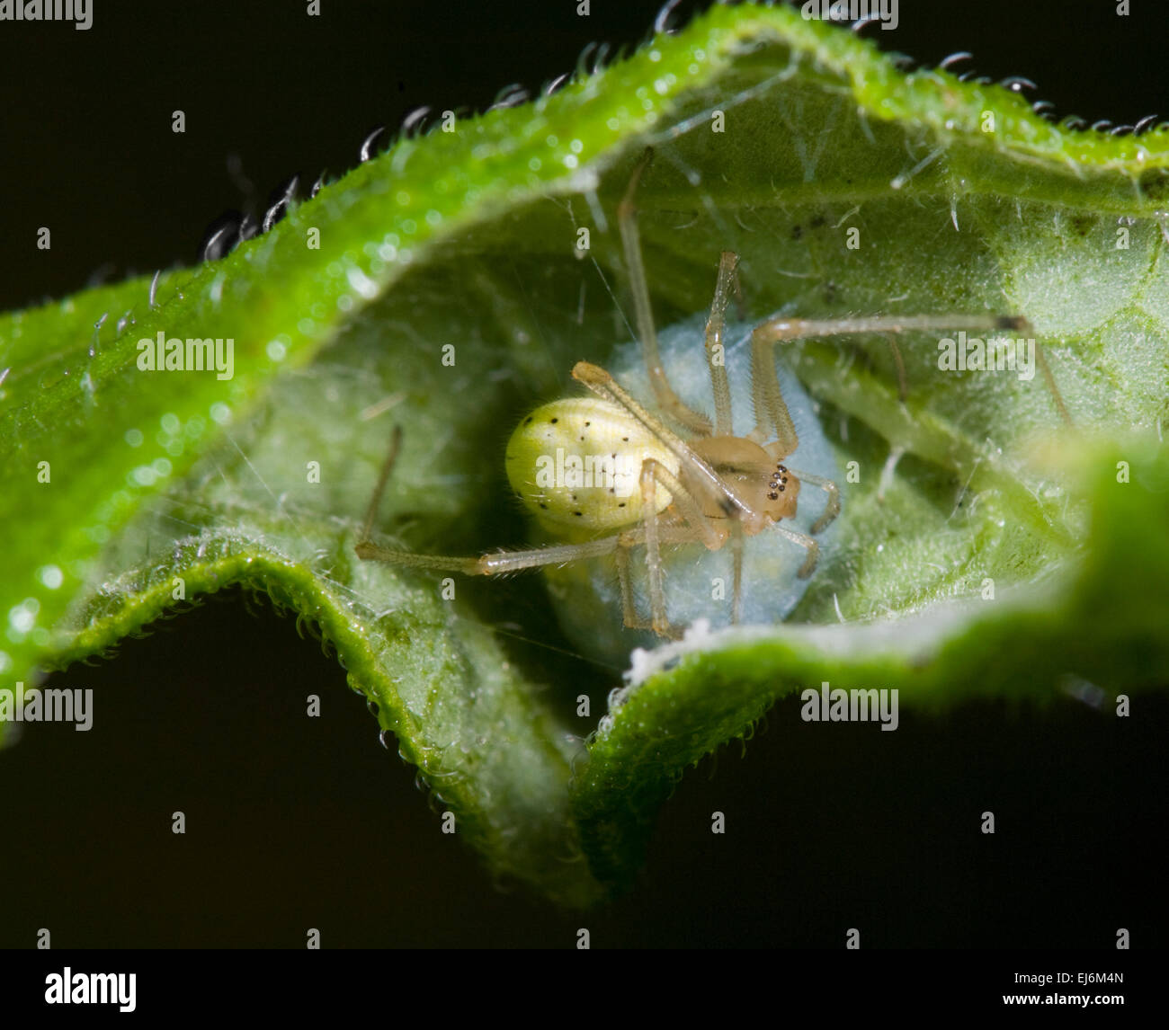 Spider cocoon hires stock photography and images Alamy