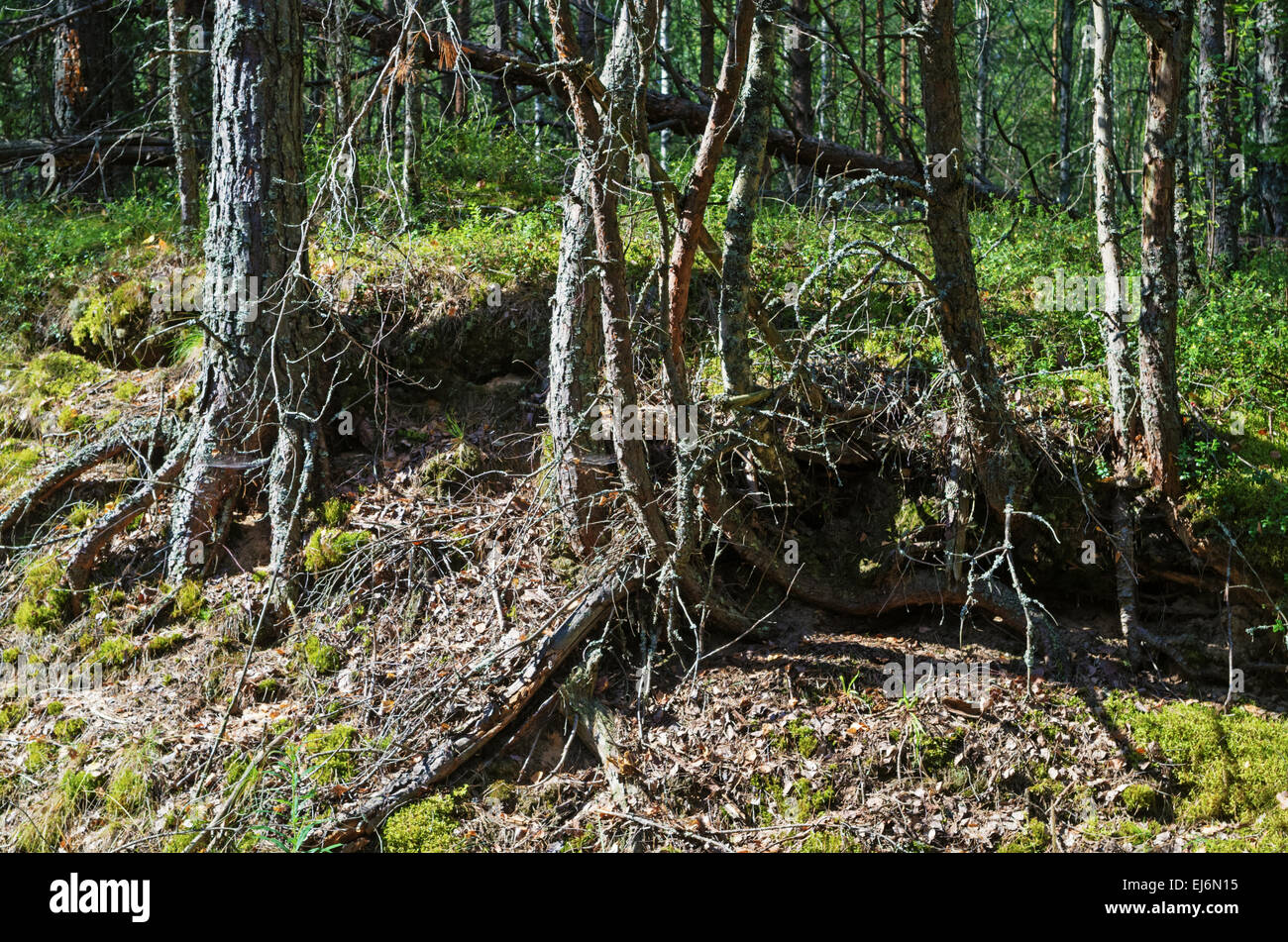 Alpine Forests Roots Forest landscape with pines roots Stock Photo - Alamy