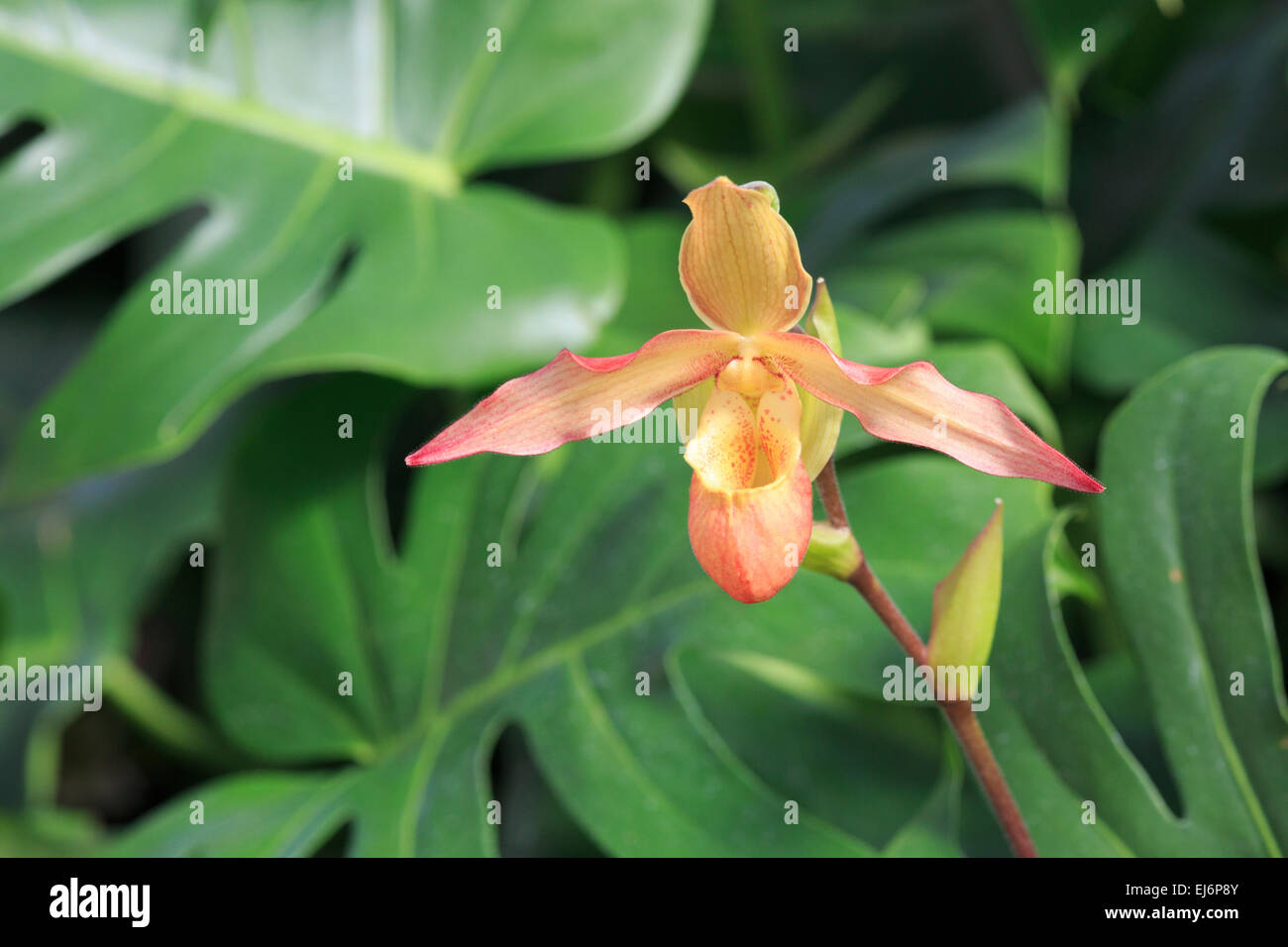 Phragmipedium orchid Stock Photo