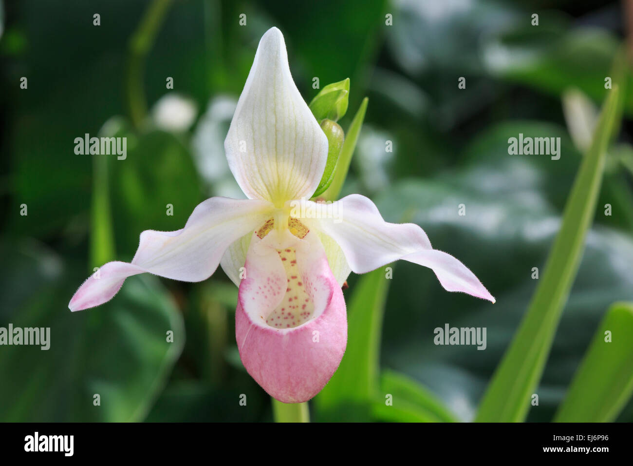 Phragmipedium orchid. Stock Photo