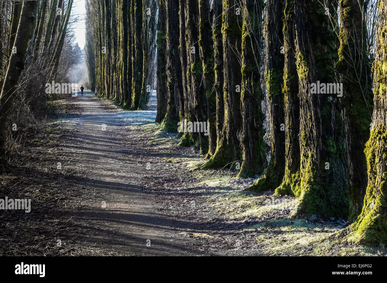 Jogger on path and row of trees. Burnaby Lake Regional Park, Burnaby,, British Columbia, Canada Stock Photo