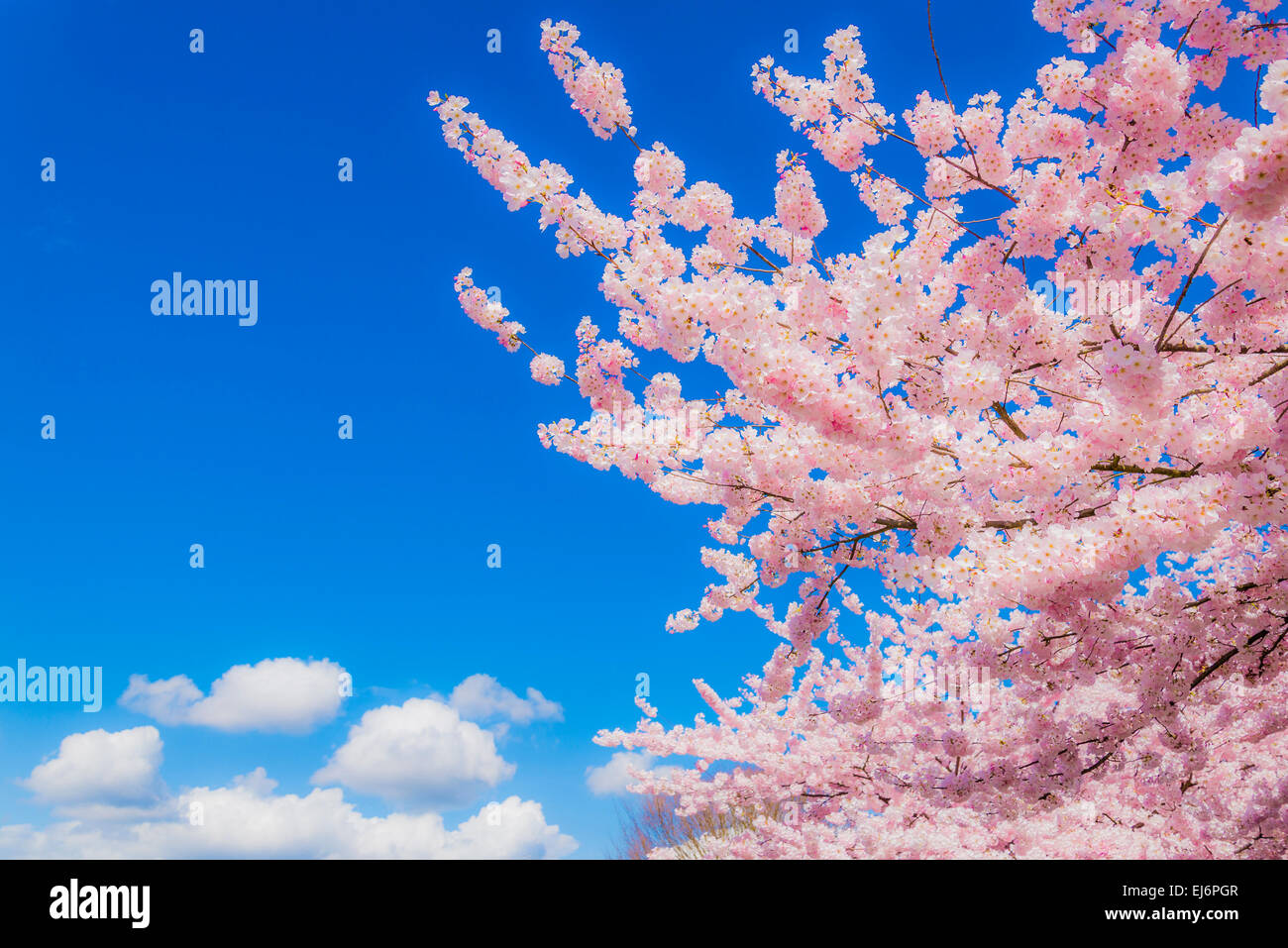 Pink blossoms on cherry tree with clouds. Stock Photo