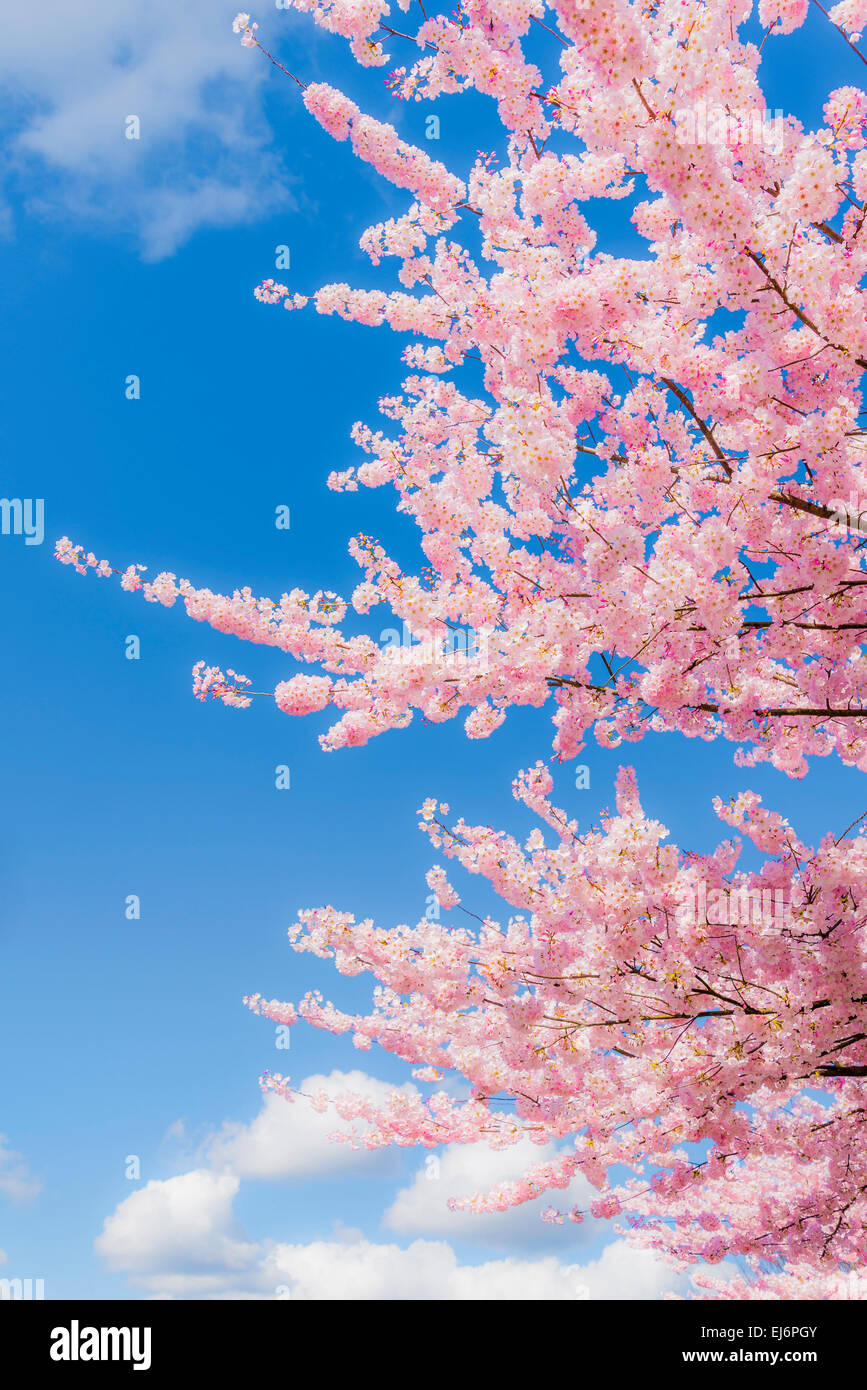 Pink blossoms on cherry tree with clouds. Stock Photo