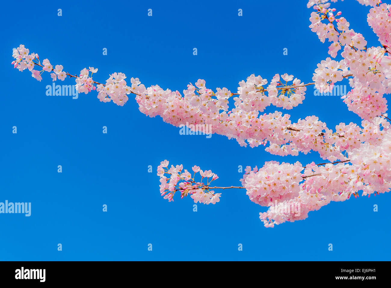 Pink blossoms on cherry tree. Stock Photo