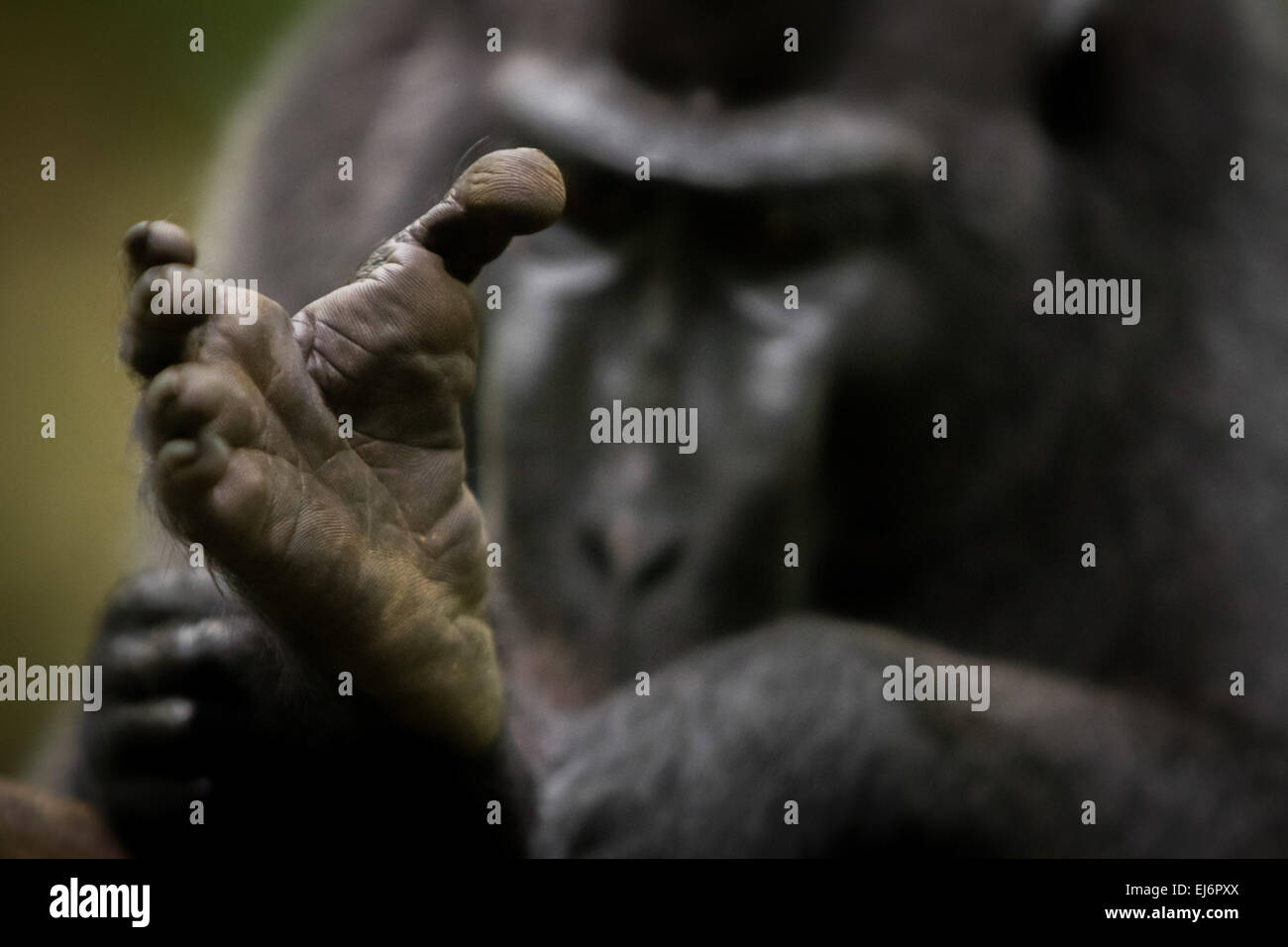 Right foot of an alpha male of Sulawesi black-crested macaque (Macaca nigra) in Tangkoko forest, North Sulawesi, Indonesia. Stock Photo