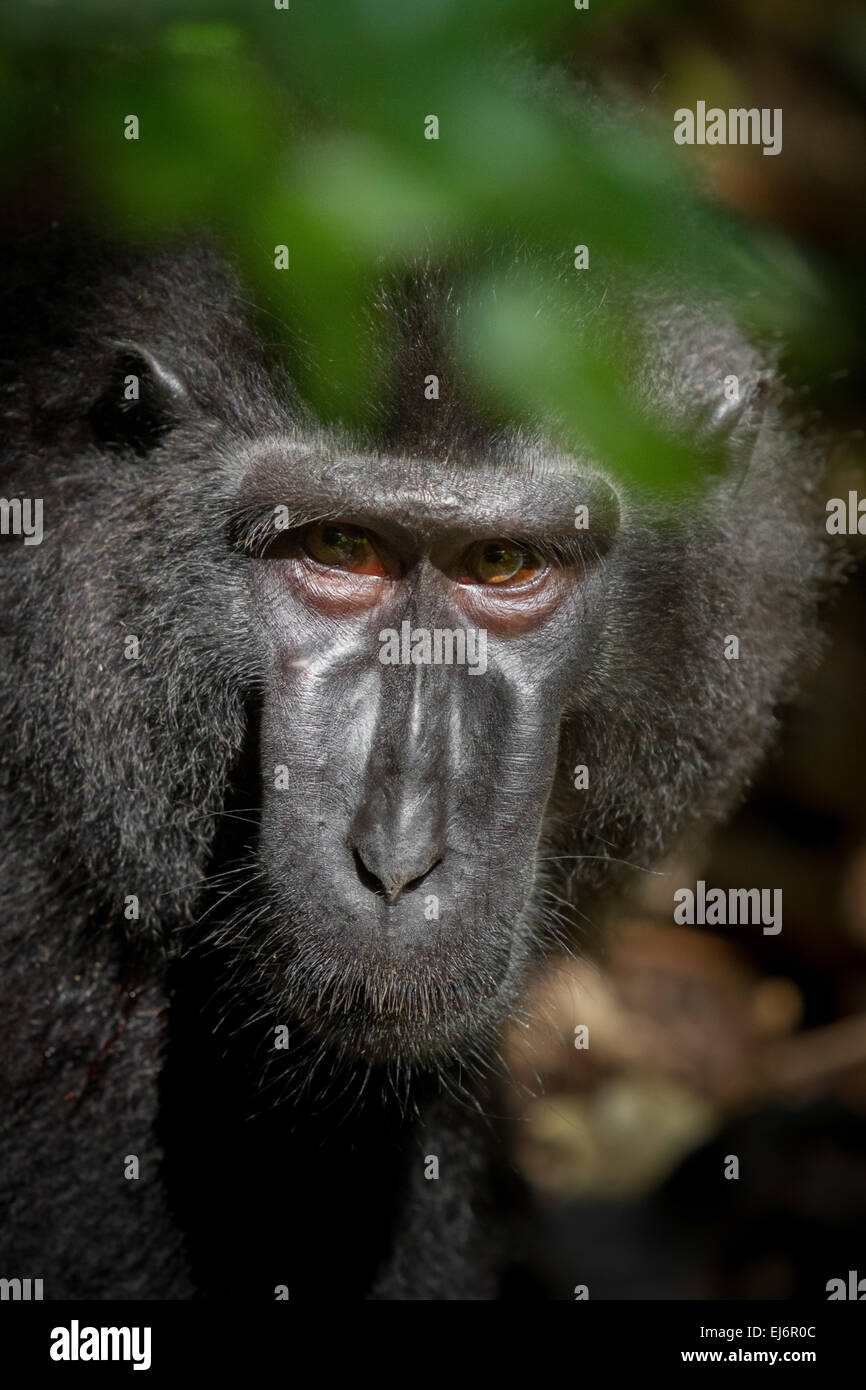 Portrait of a Sulawesi black-crested macaque (Macaca nigra) in Tangkoko Nature Reserve, North Sulawesi, Indonesia. Stock Photo