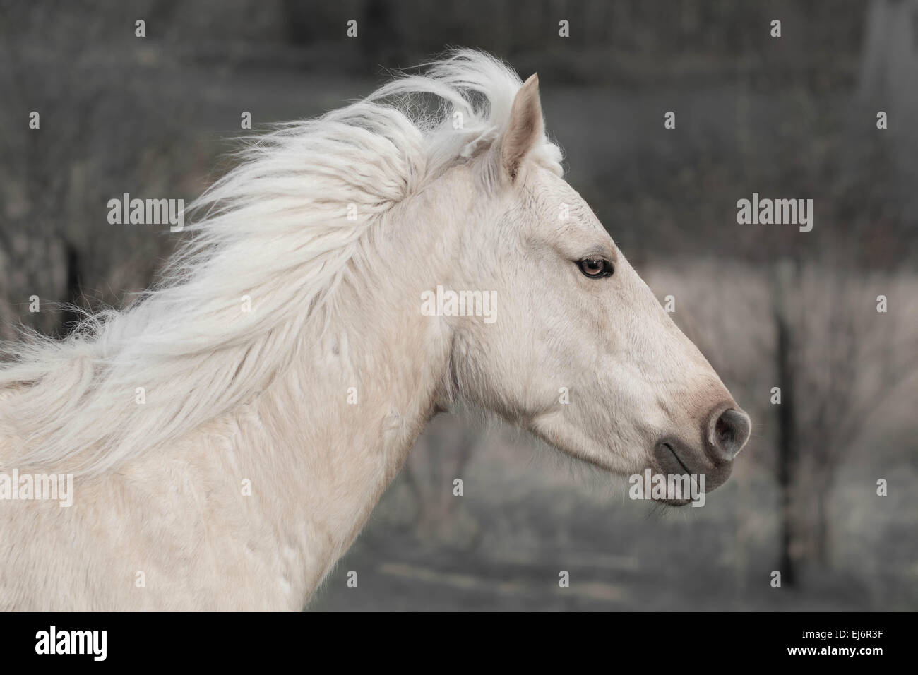 Running Horse Portrait Stock Photo Alamy