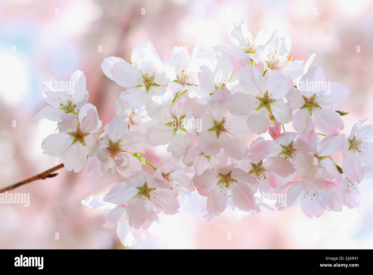 White cherry blossoms vancouver hi-res stock photography and images - Alamy