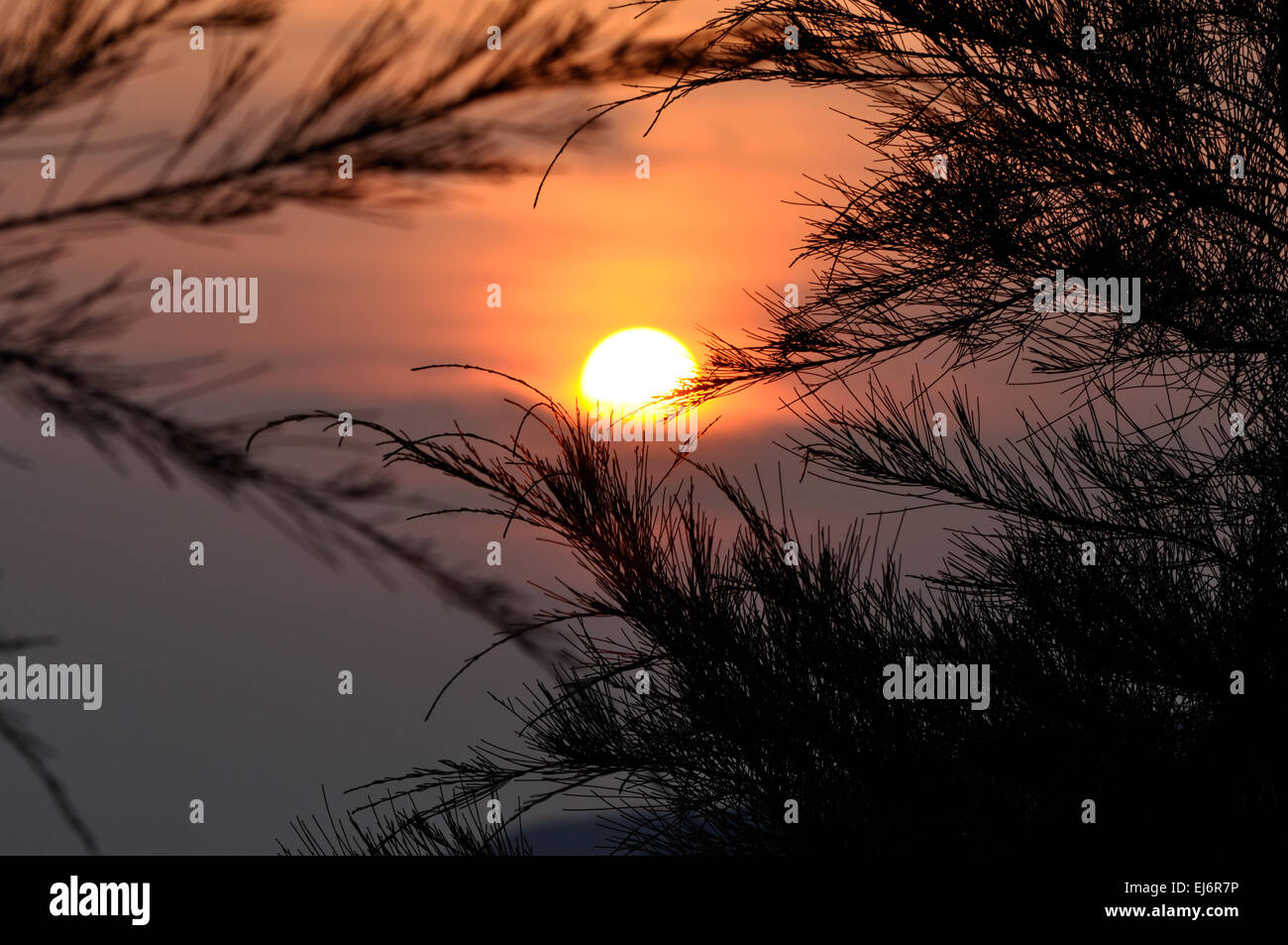 Silhouette of Pine tree during sunset Stock Photo - Alamy