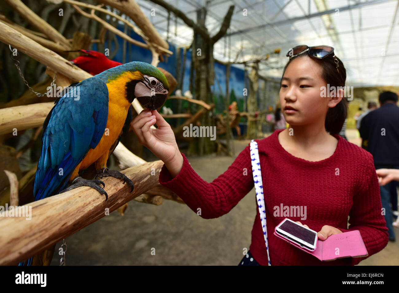 Land of parrots australia hi-res stock photography and images - Alamy