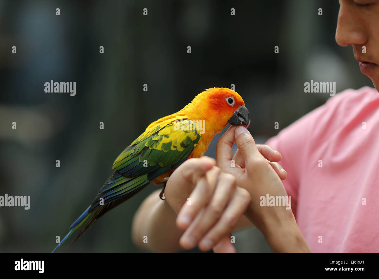 Land of parrots australia hi-res stock photography and images - Alamy