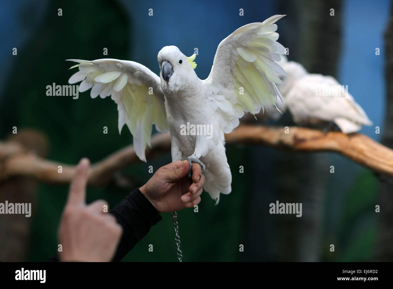 Land of parrots australia hi-res stock photography and images - Alamy