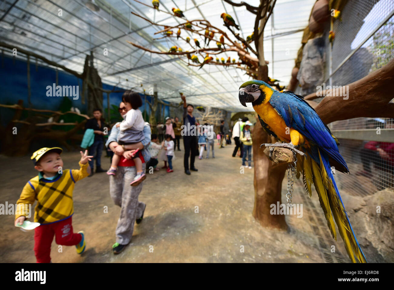 Land of parrots australia hi-res stock photography and images - Alamy