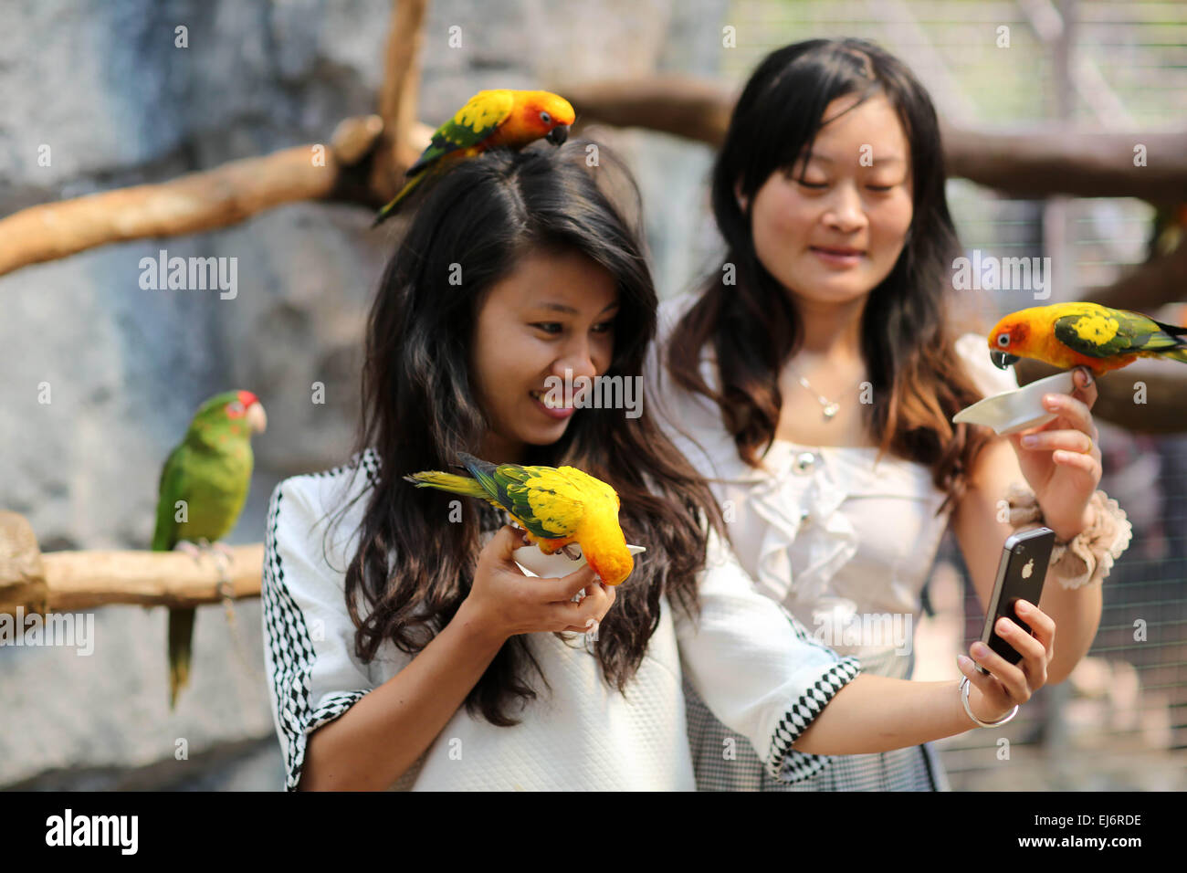 Land of parrots australia hi-res stock photography and images - Alamy
