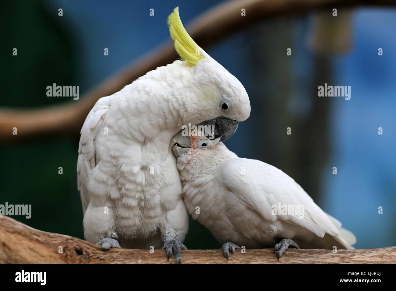 Land of parrots australia hi-res stock photography and images - Alamy