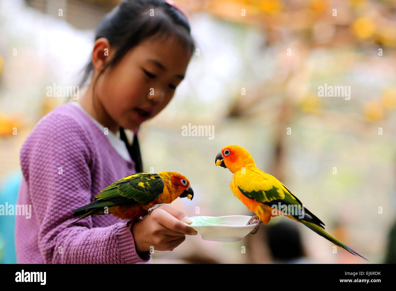 Only parrots hi-res stock photography and images - Alamy
