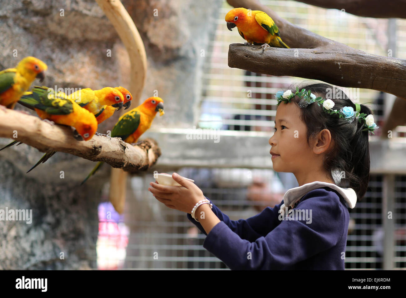 Land of parrots australia hi-res stock photography and images - Alamy