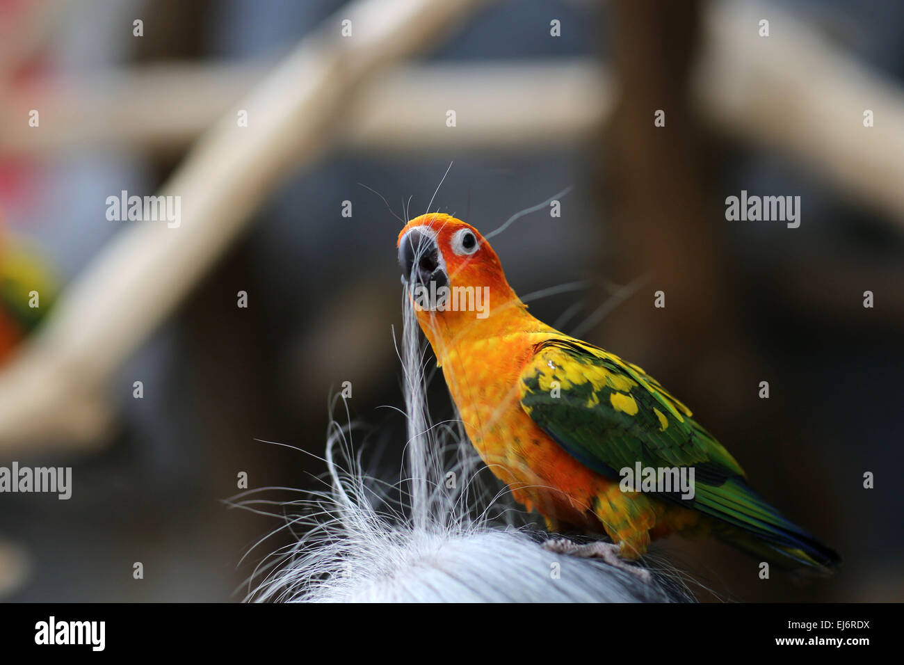 Land of parrots australia hi-res stock photography and images - Alamy