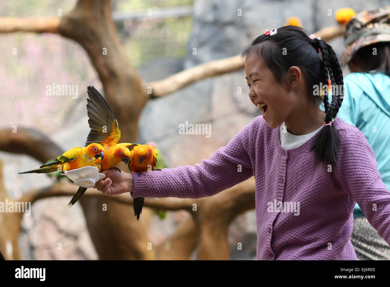 Land of parrots australia hi-res stock photography and images - Alamy