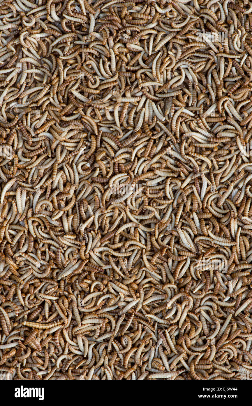 Edible insects. Buffalo Worms. Food of the future Stock Photo
