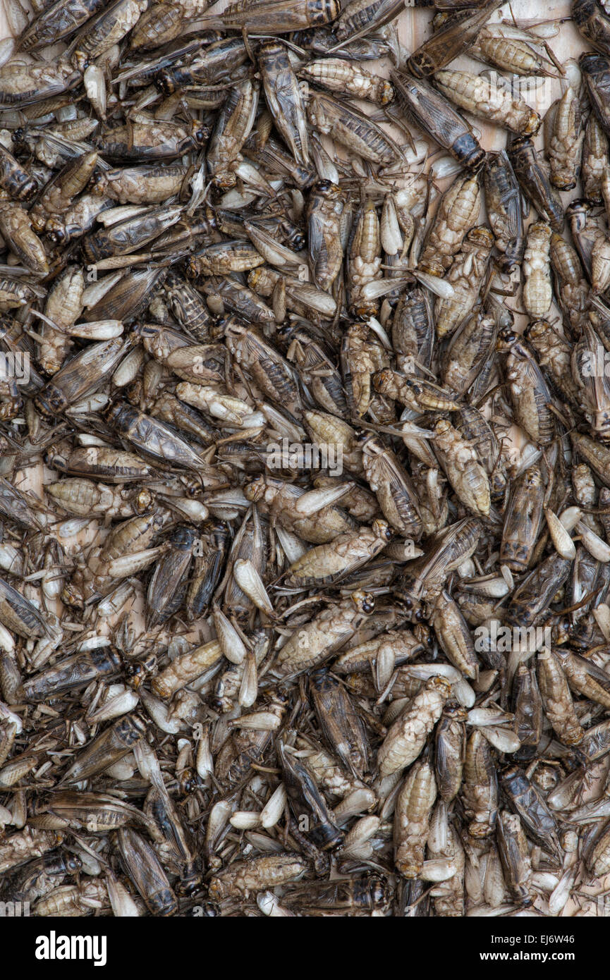 Edible insects. Crickets. Food of the future Stock Photo