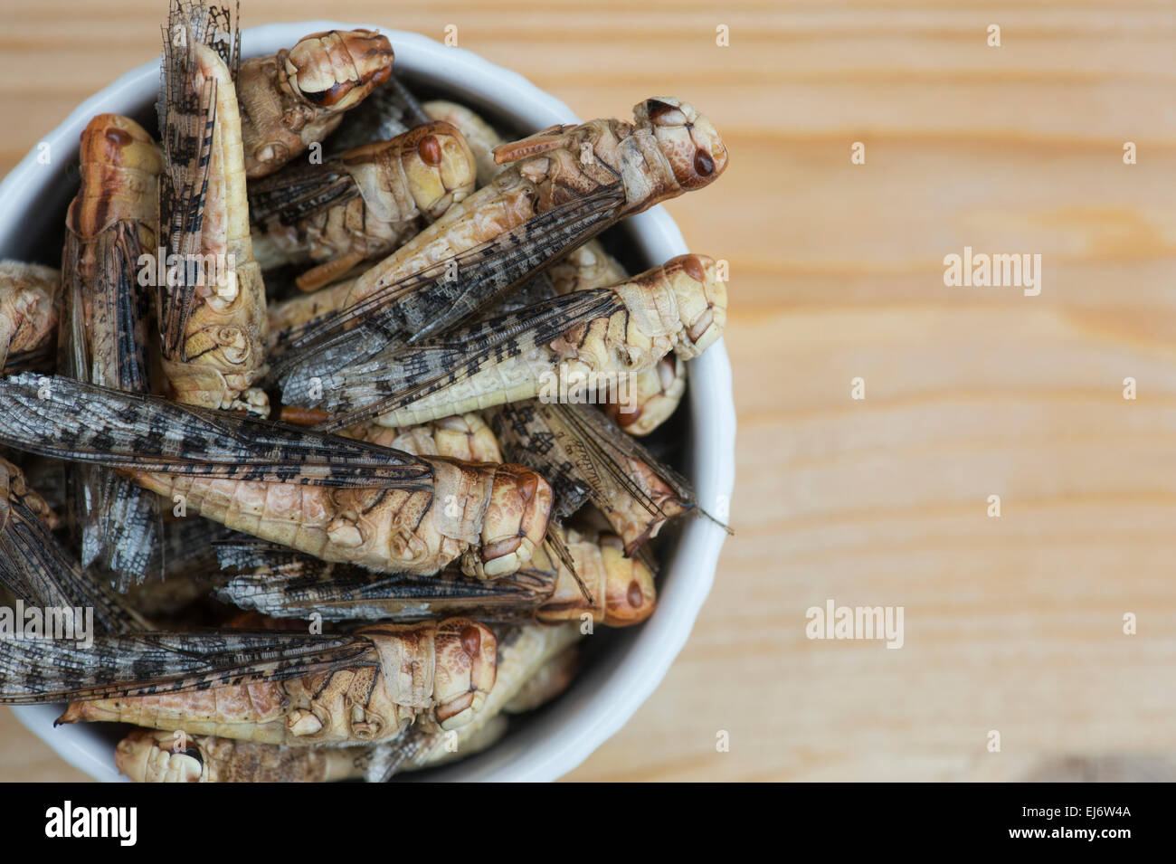 Edible insects. Grasshoppers in a bowl. Food of the future Stock Photo