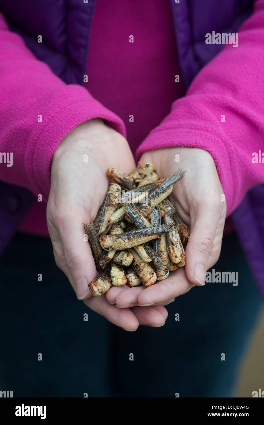 Edible insects. Woman holding grasshoppers. Food of the future Stock Photo