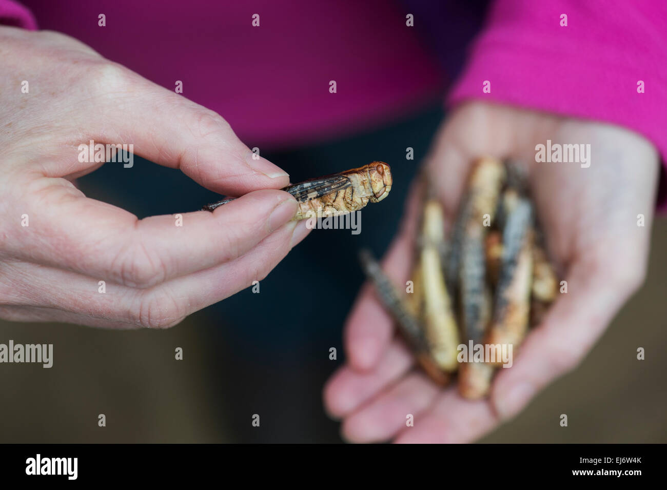 Edible insects. Woman holding grasshoppers. Food of the future Stock Photo