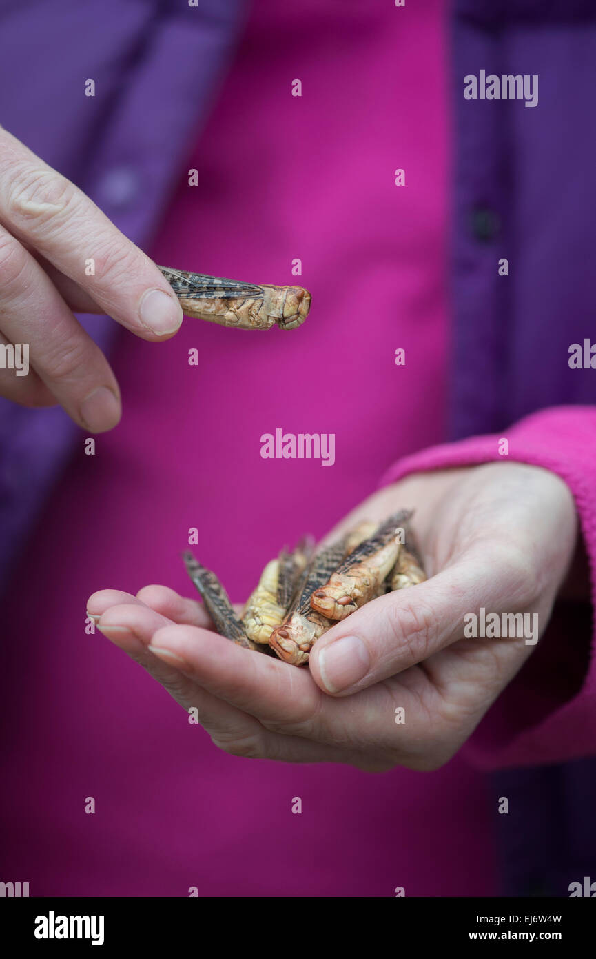 Edible insects. Woman holding grasshoppers. Food of the future Stock Photo