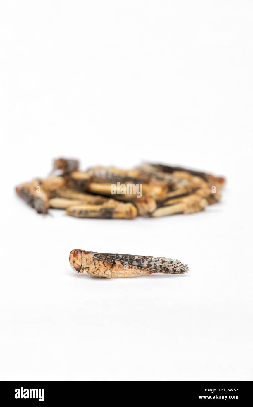 Edible insects. Grasshoppers on white background. Food of the future Stock Photo