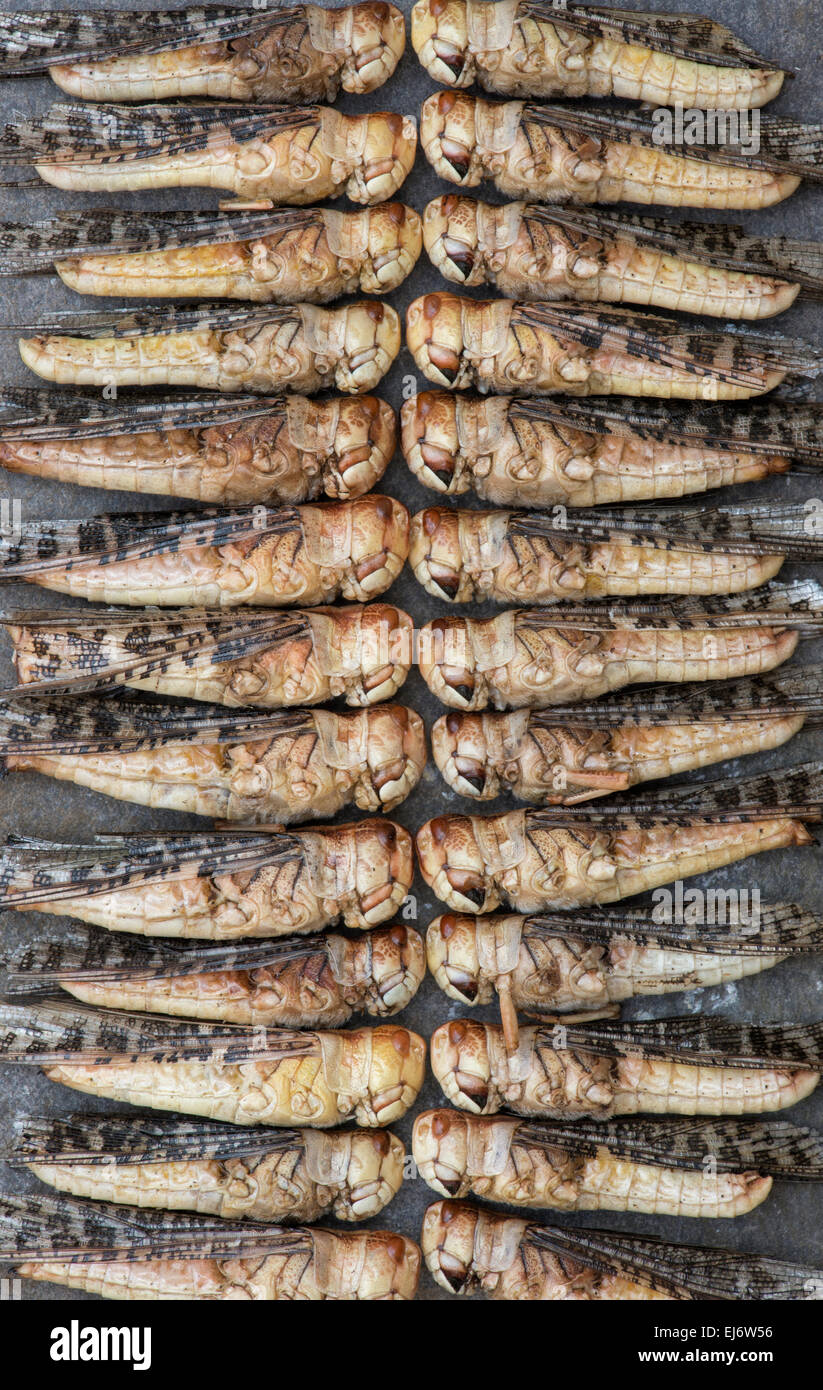 Edible insects. Grasshoppers. Food of the future Stock Photo