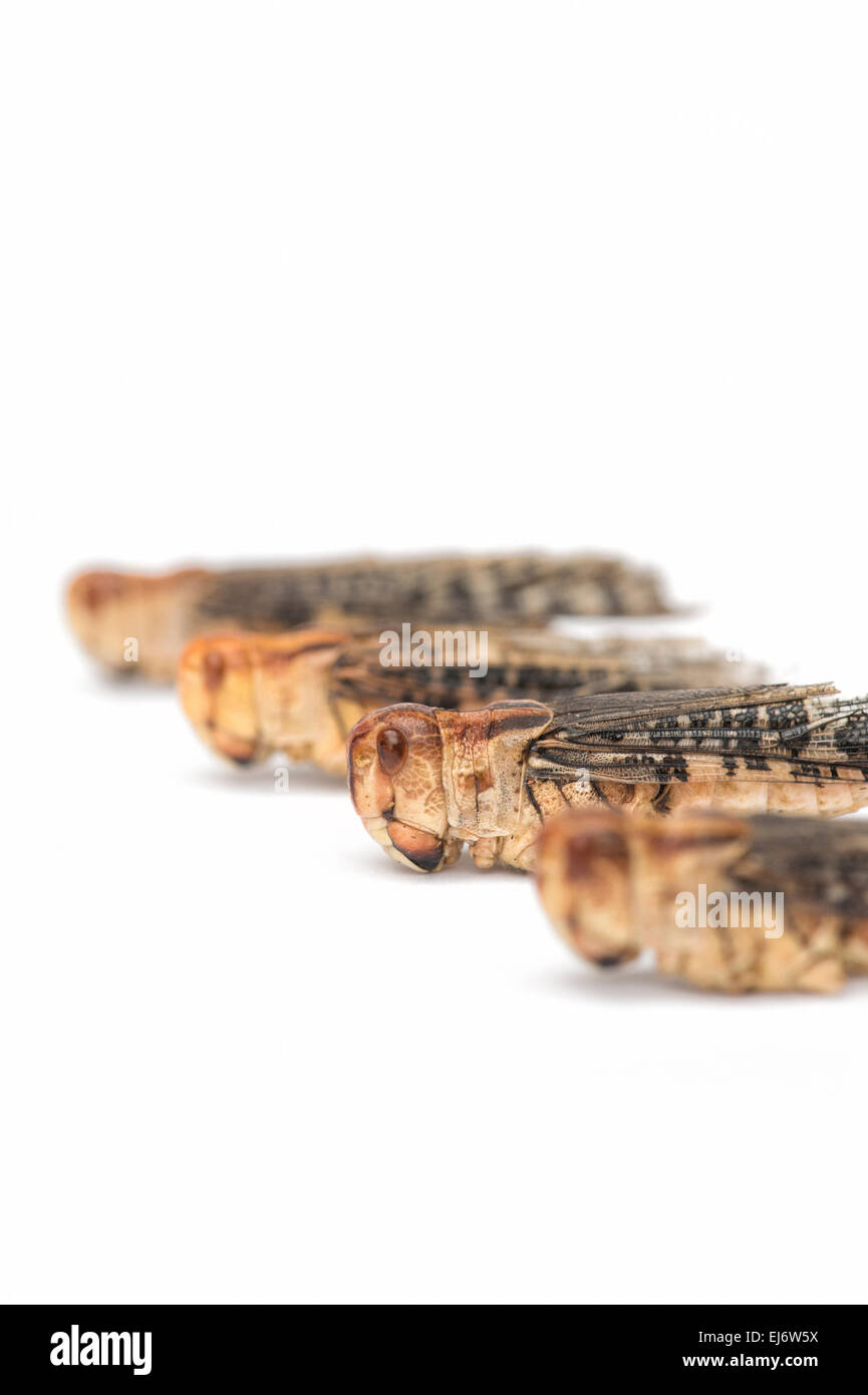 Edible insects. Grasshoppers on white background. Food of the future Stock Photo