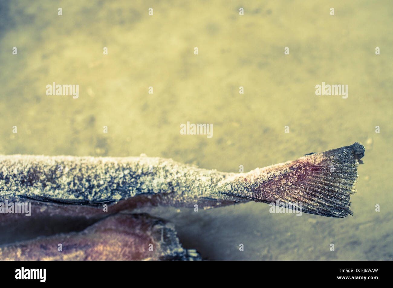 Frozen fish in hoarfrost closeup of the refrigerator Stock Photo Alamy