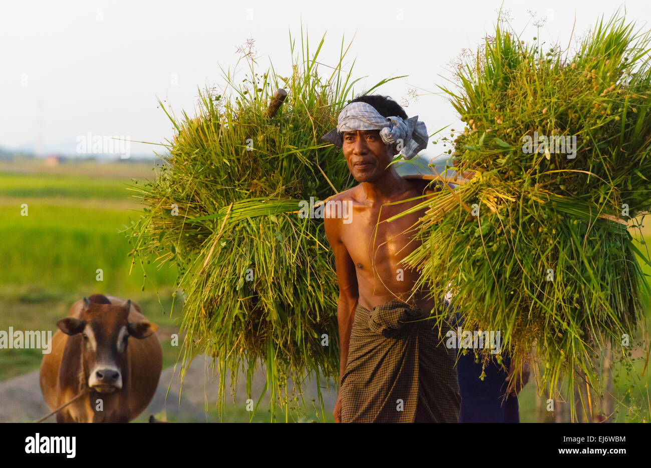 Farmer carrying straw bundle with shoulder pole, Sittwe, Rakhine State, Myanmar Stock Photo